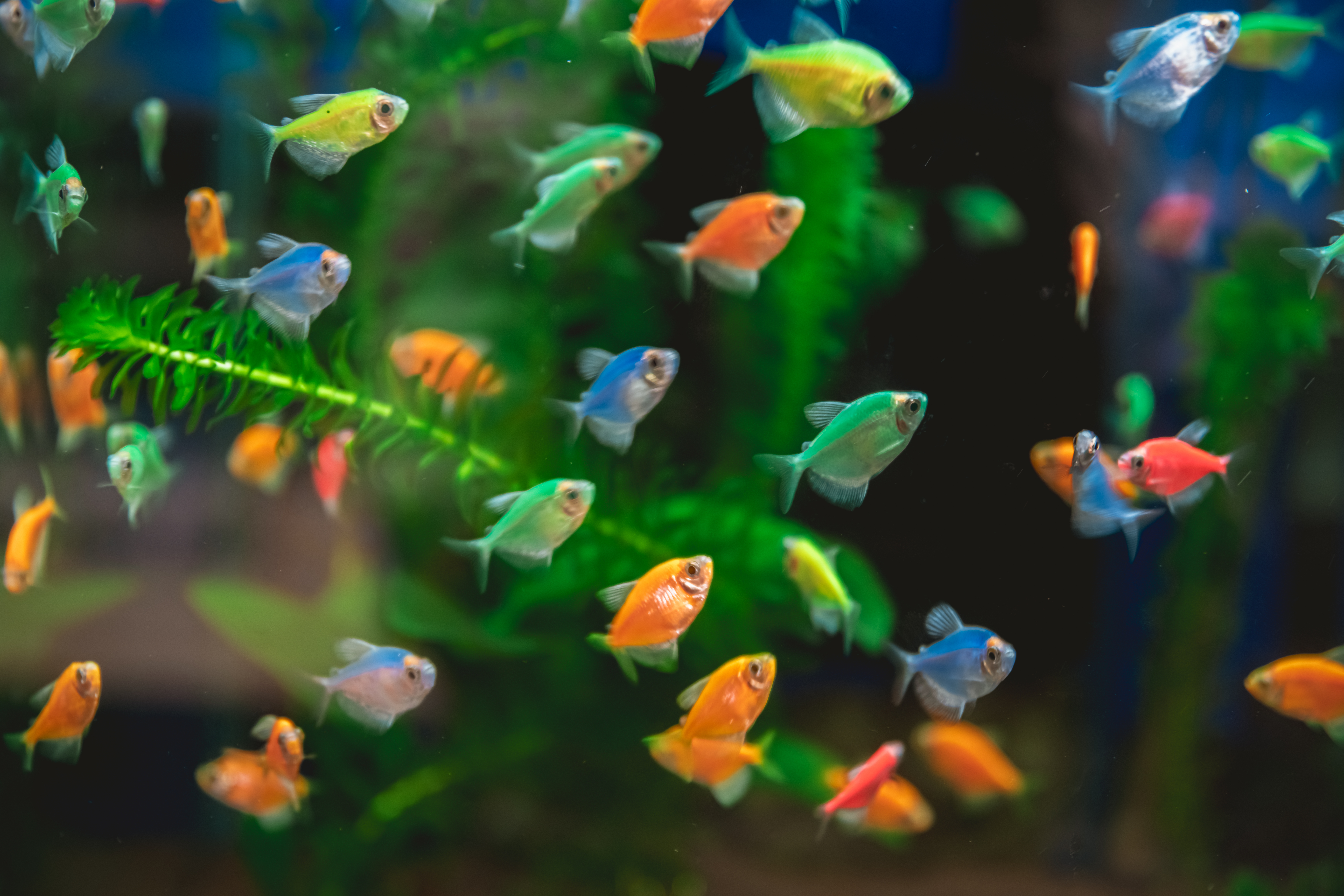 Colorful tetra fish swimming playfully in an aquarium, surrounded by lush green plants, create a lively and dynamic underwater scene filled with vibrant aquatic life