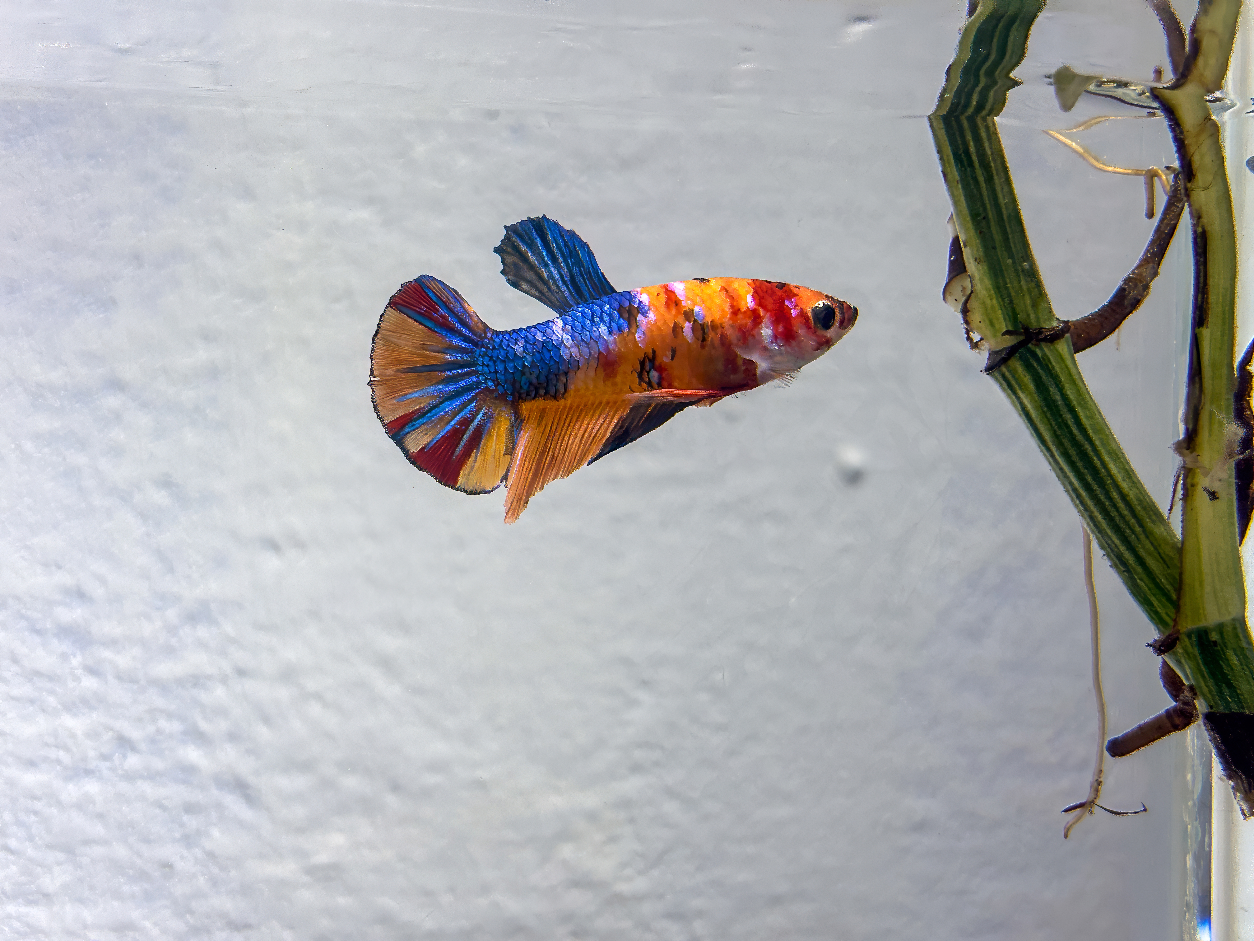 Colorful betta fish swimming in an aquarium near a green aquatic plant