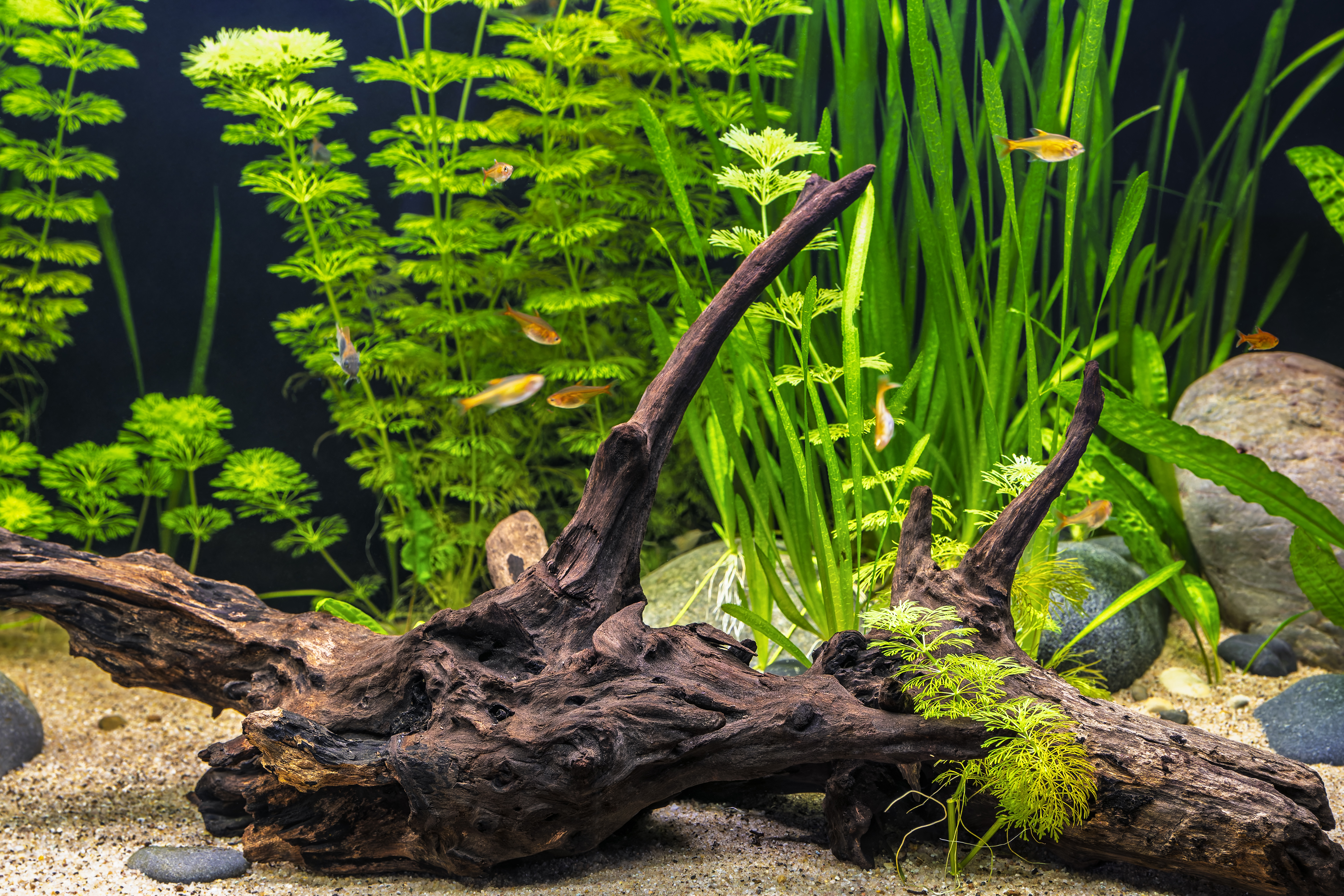 Tropical planted aquarium, aquascape with Asian Marshweed, Eelgrass, Water Trumpet, river stones, and driftwood in freshwater tank