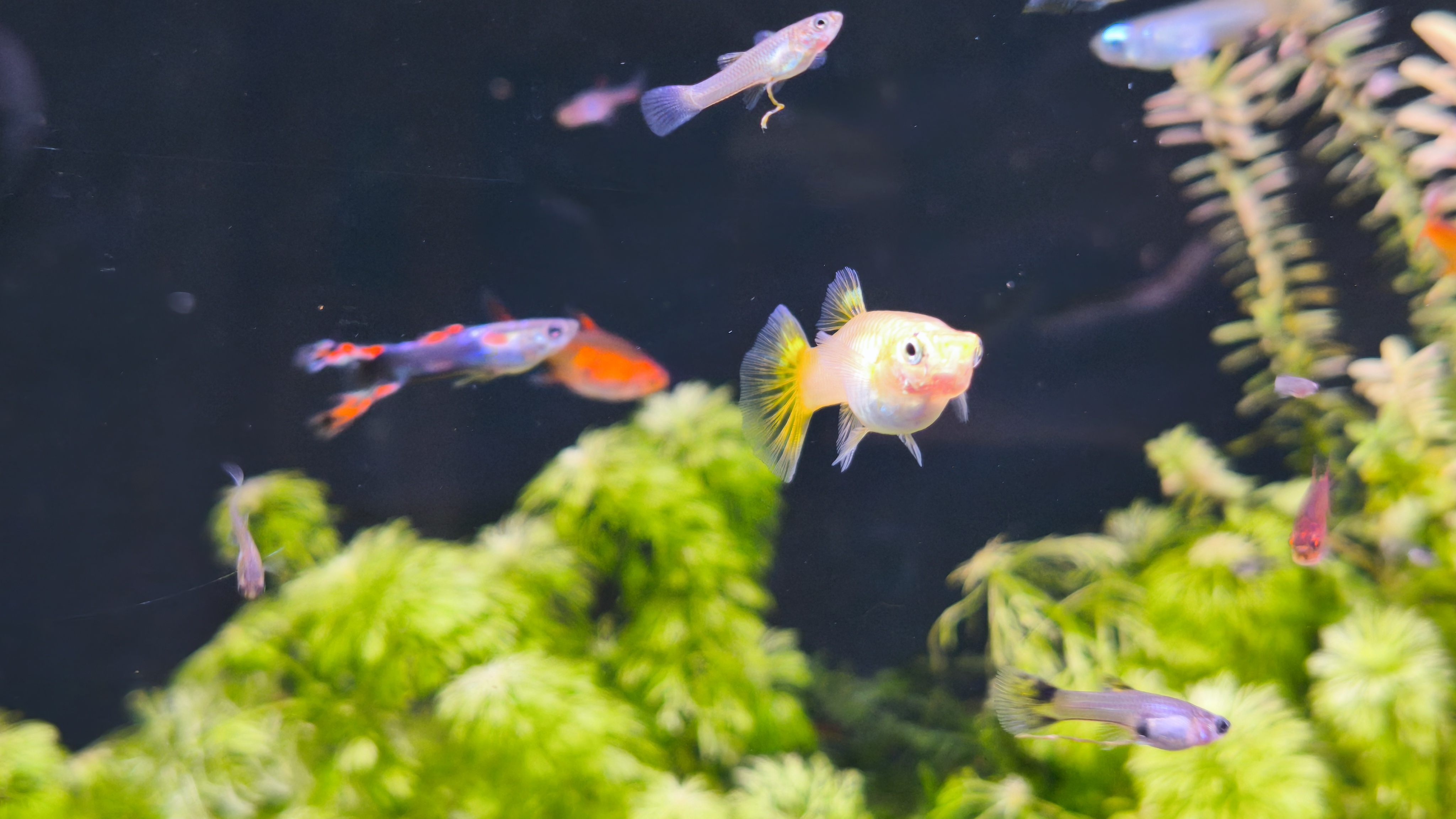 Aquarium with guppies and neocaridina shrimp